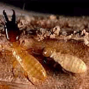 Cheap write my essay biology: lab on termites